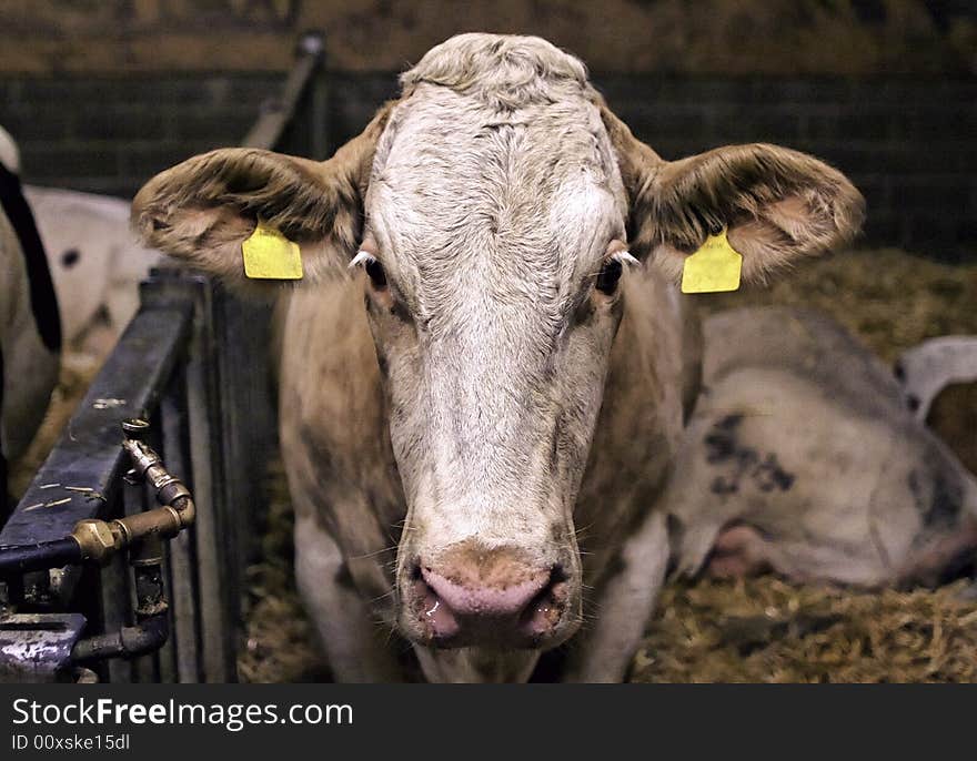 Milk Cows in a cow barn