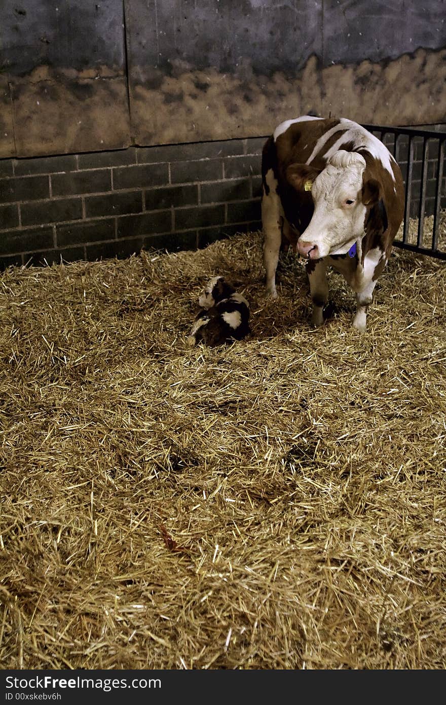 Milk Cows in a cow barn