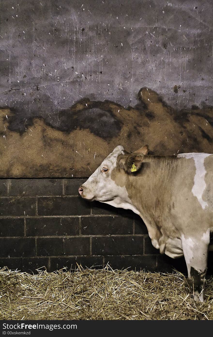 Milk Cow in a cow barn