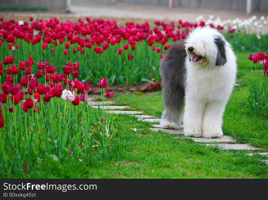 English old sheepdog