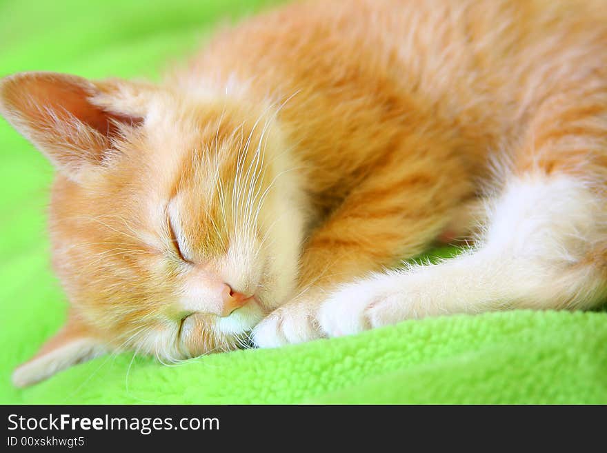 Little red kitten sleeping on green sofa