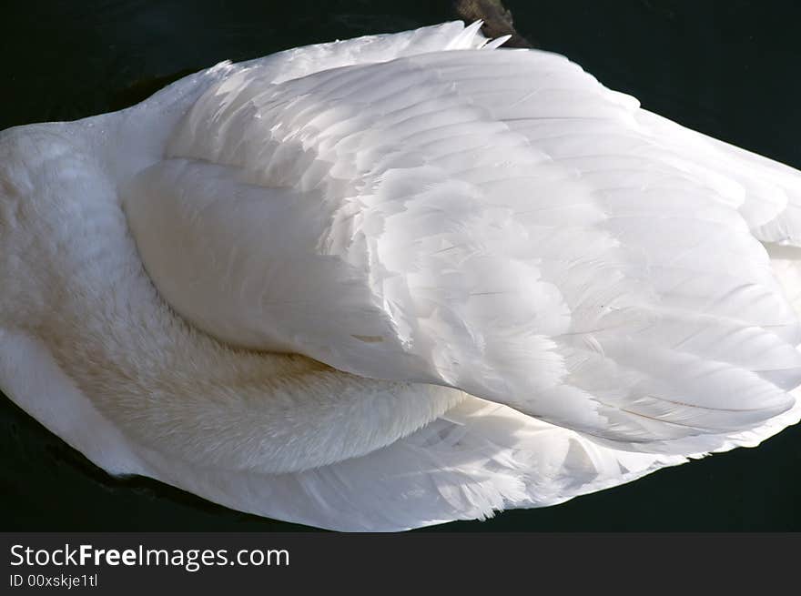 Swan Sleeping