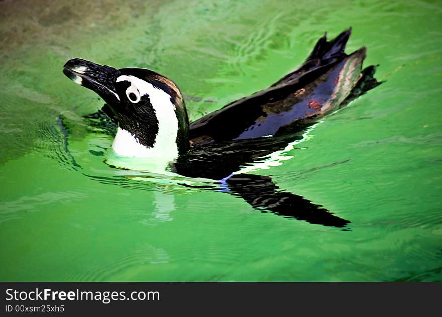 Penguin swimming