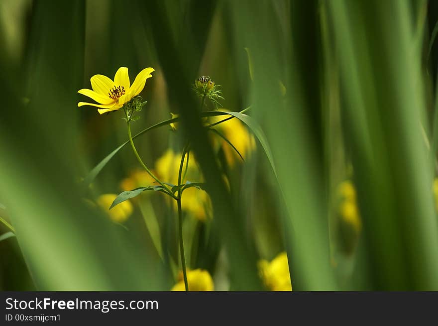 Flower in Creek Bed