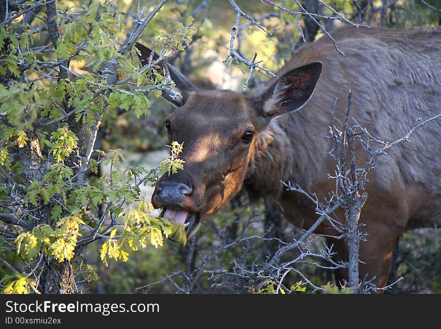 View of elk female eating