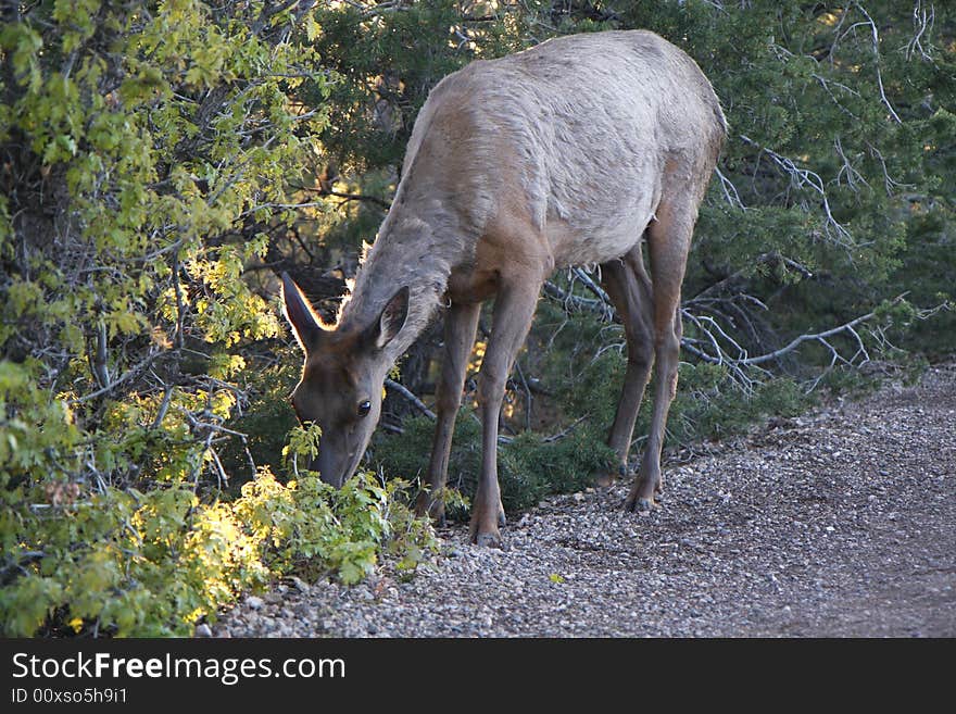 Elk female eating