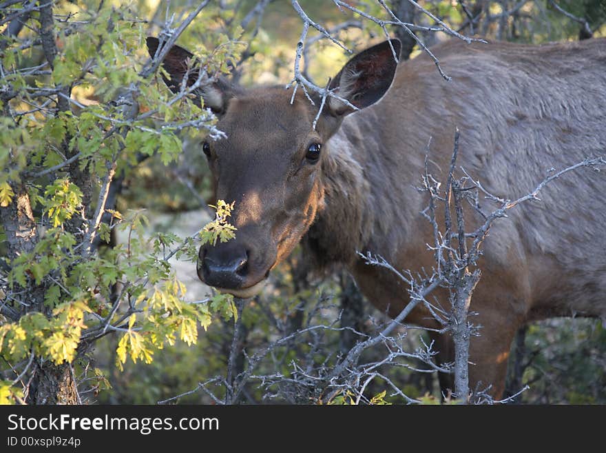 View of the elk female eating in grand canyon