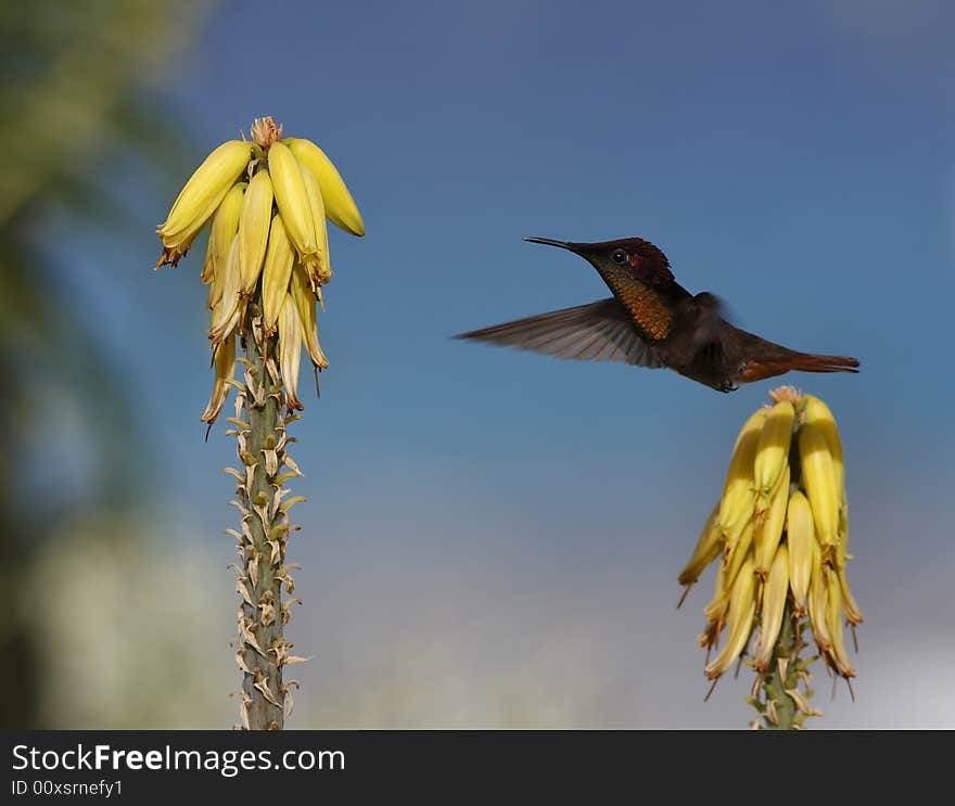 Ruby-throated hummingbird (archilochus colubris)