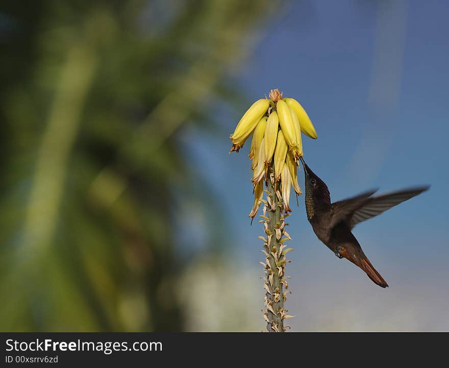 Ruby-throated hummingbird (archilochus colubris) Feeding  on flower nectar