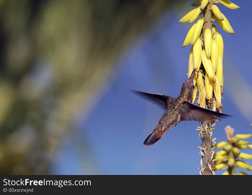 Ruby-throated hummingbird (archilochus colubris)