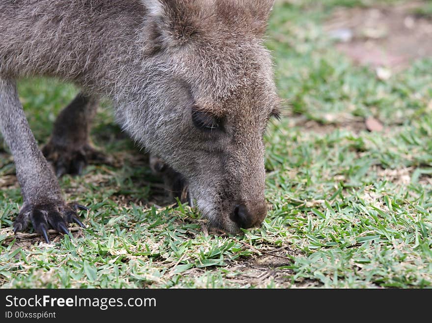 An Australian wild Kangaroo grazing on grass in the Australian bush.