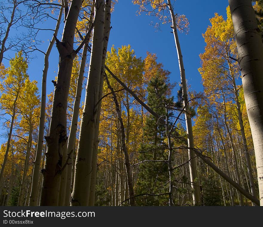 Autumn Forest