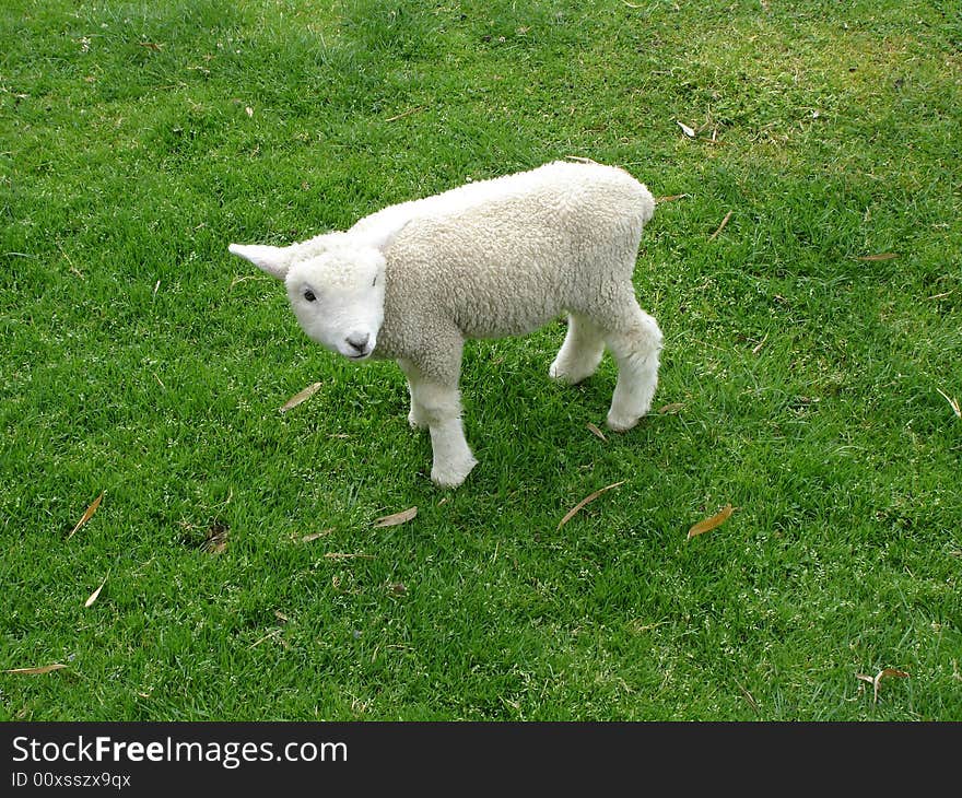 Cute lamb