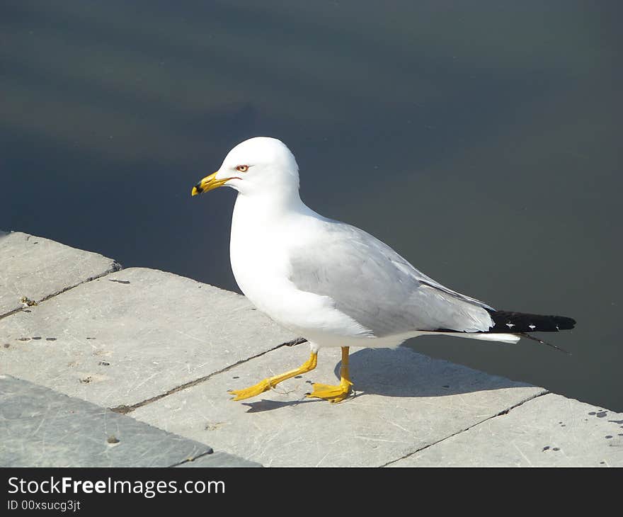 Gull enjoying the sun on a spring day. Gull enjoying the sun on a spring day