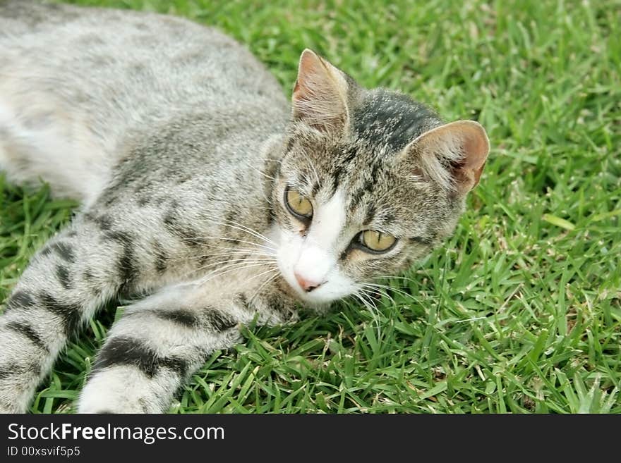 Young cat on the grass in the garden.