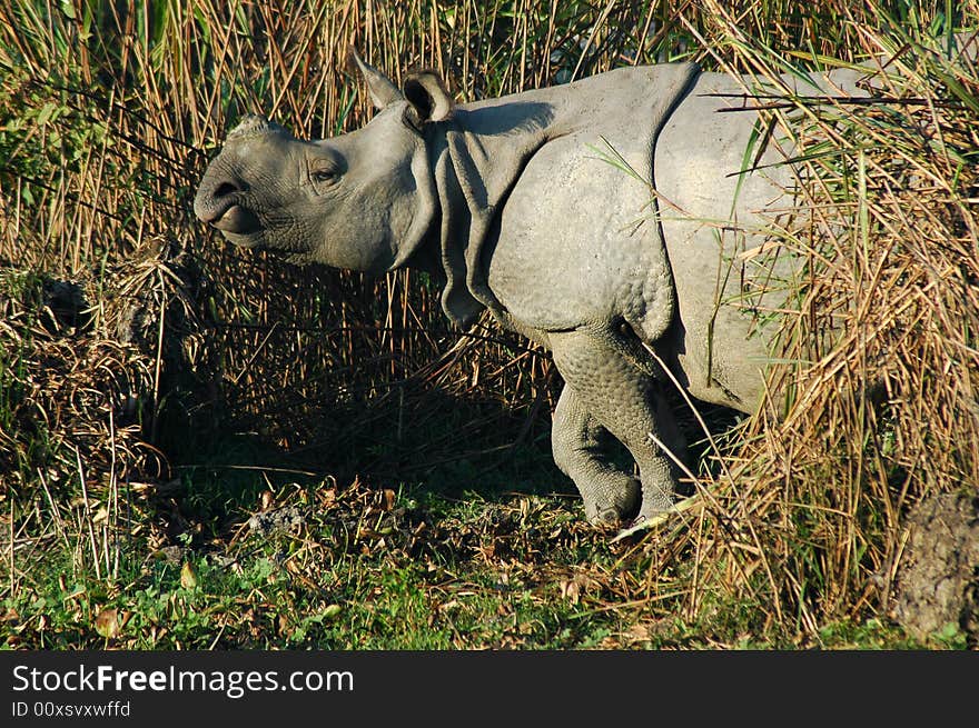 View of a wild rhinoceros.