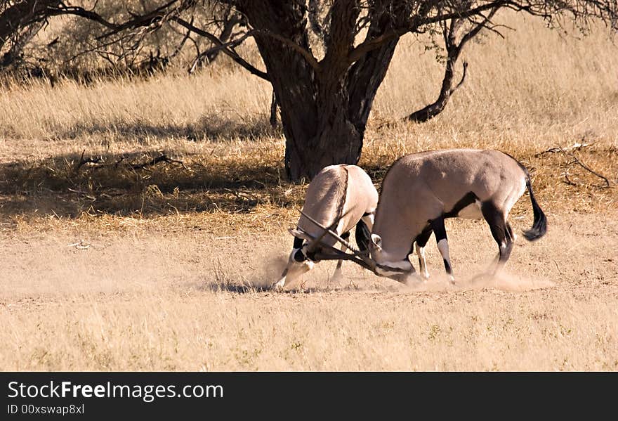 Two fighting Gemsbok