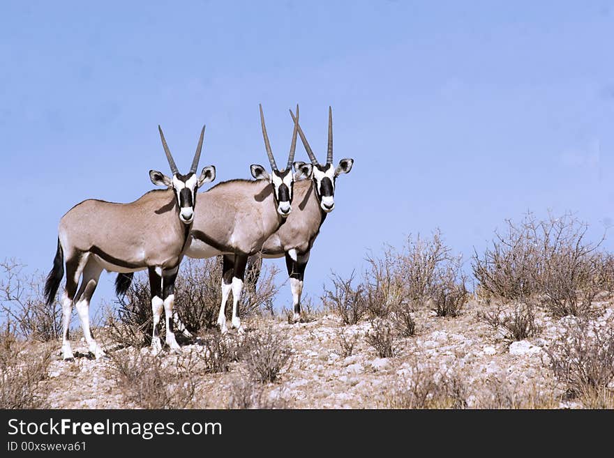 Gemsbok in Kgalagadi Transfrontier Park in South Africa