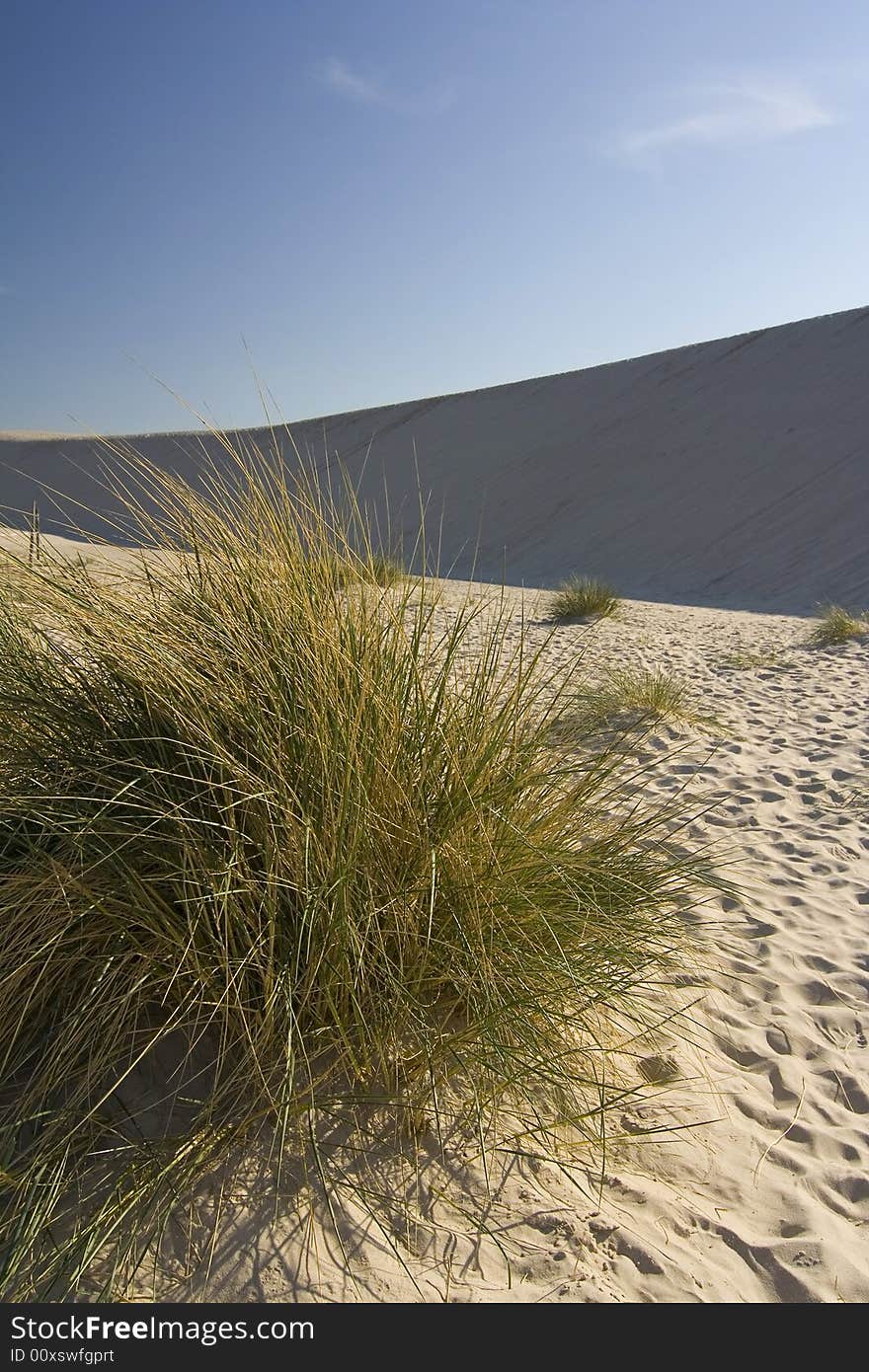 The dune on desert Leba - Poland. The dune on desert Leba - Poland