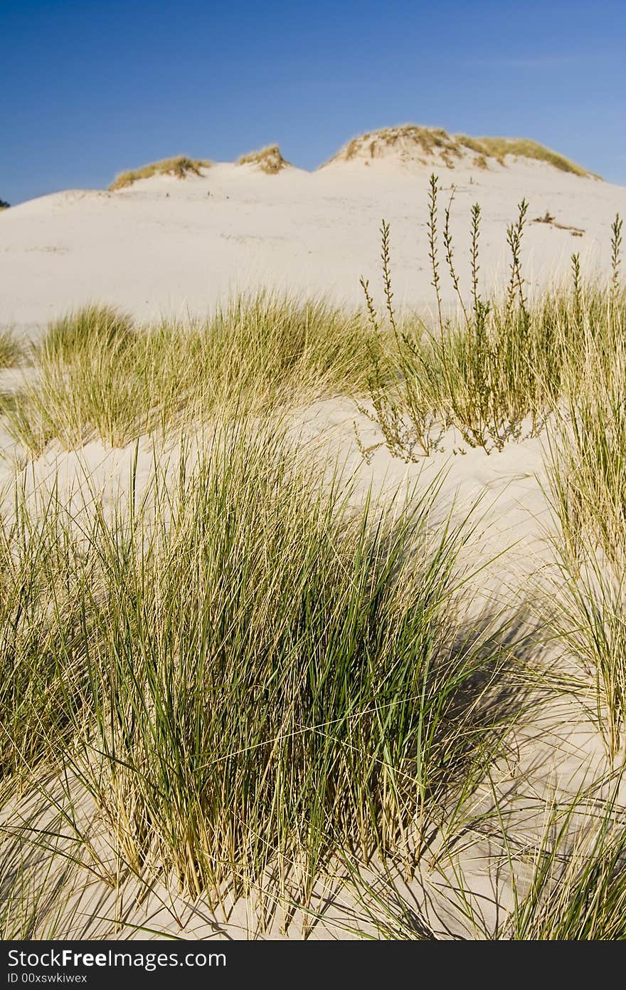 The landcape on desert Leba - Poland. The landcape on desert Leba - Poland