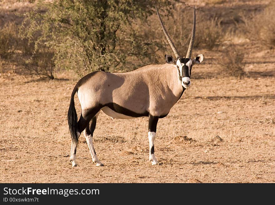 Gemsbok in Kgalagadi Transfrontier Park in South Africa