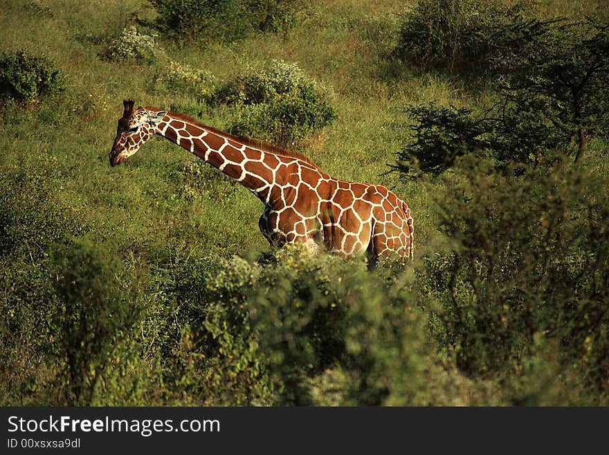 Single giraffe in Samburu Kenya Africa