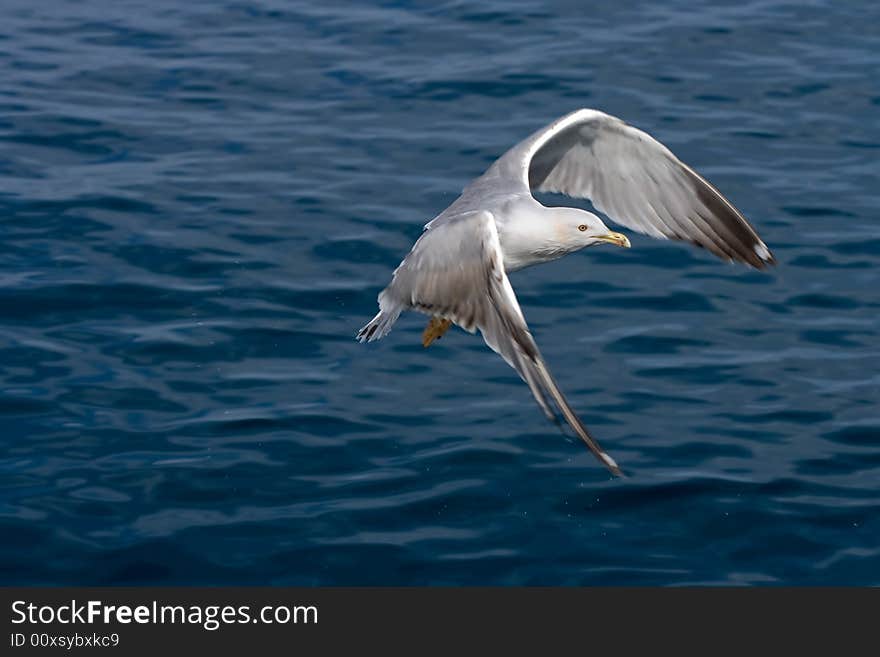 Seagull flying