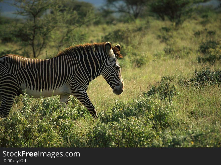 Zebra in Samburu Kenya Africa