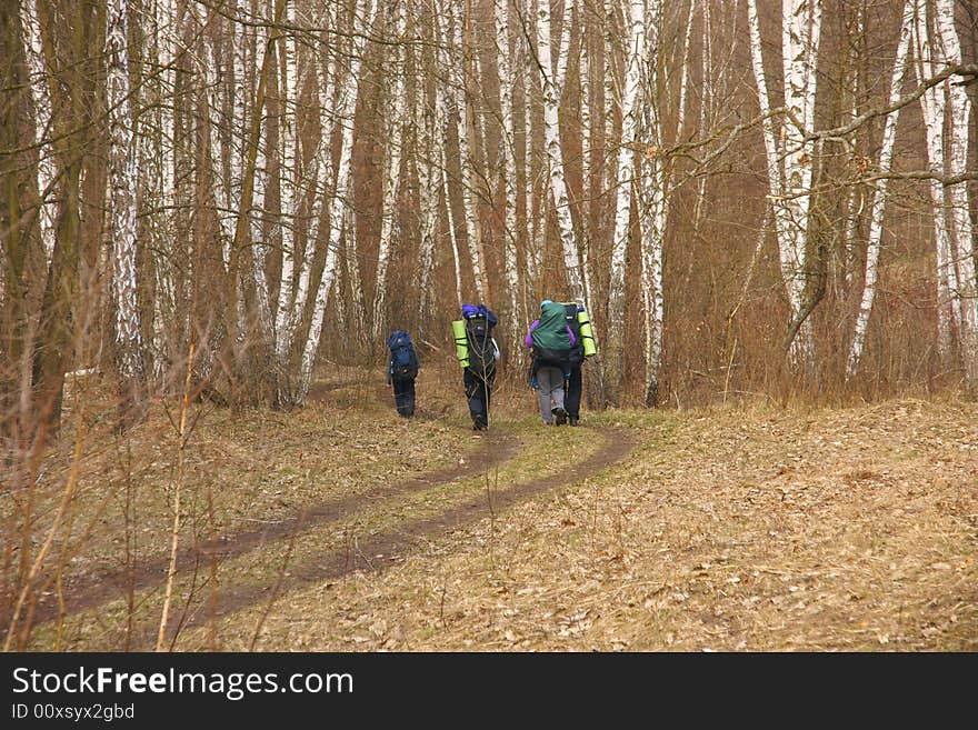 Tourists go to the birch forest on a road