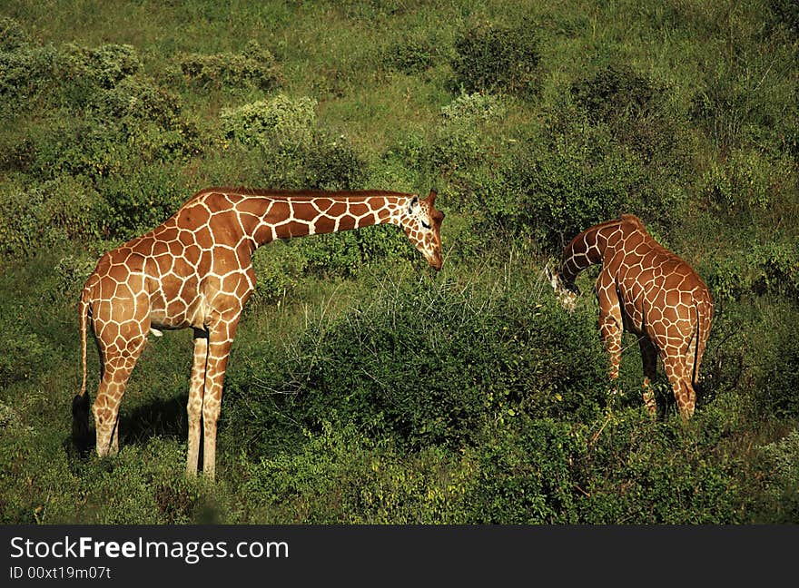 Two giraffe feeding in Samburu Kenya Africa