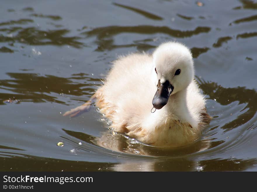 Baby swan swimming on a lake.
