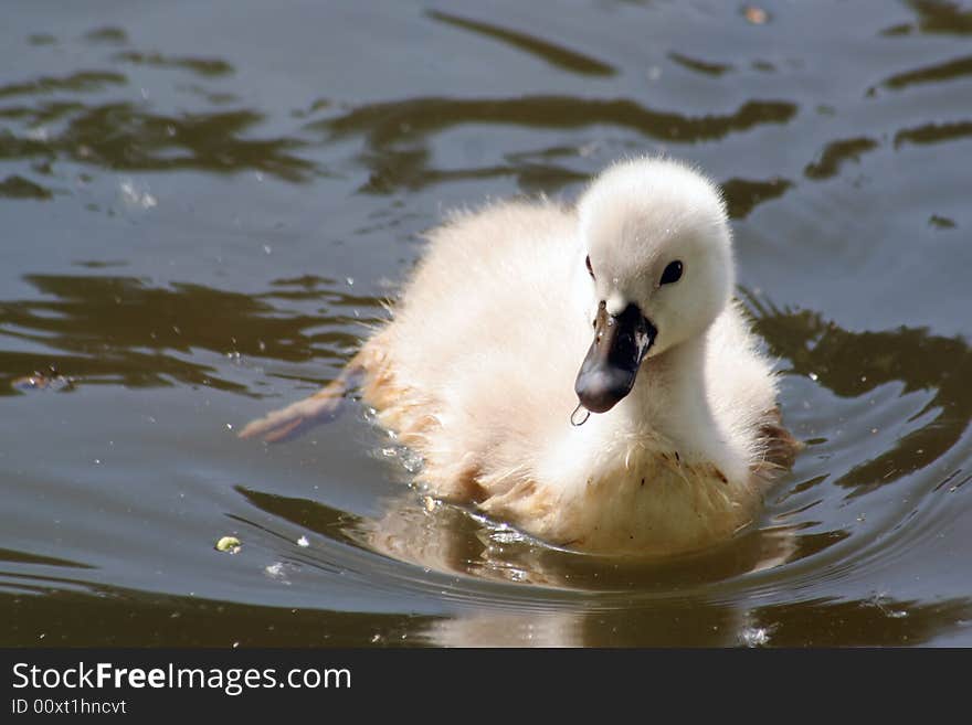 Baby Swan