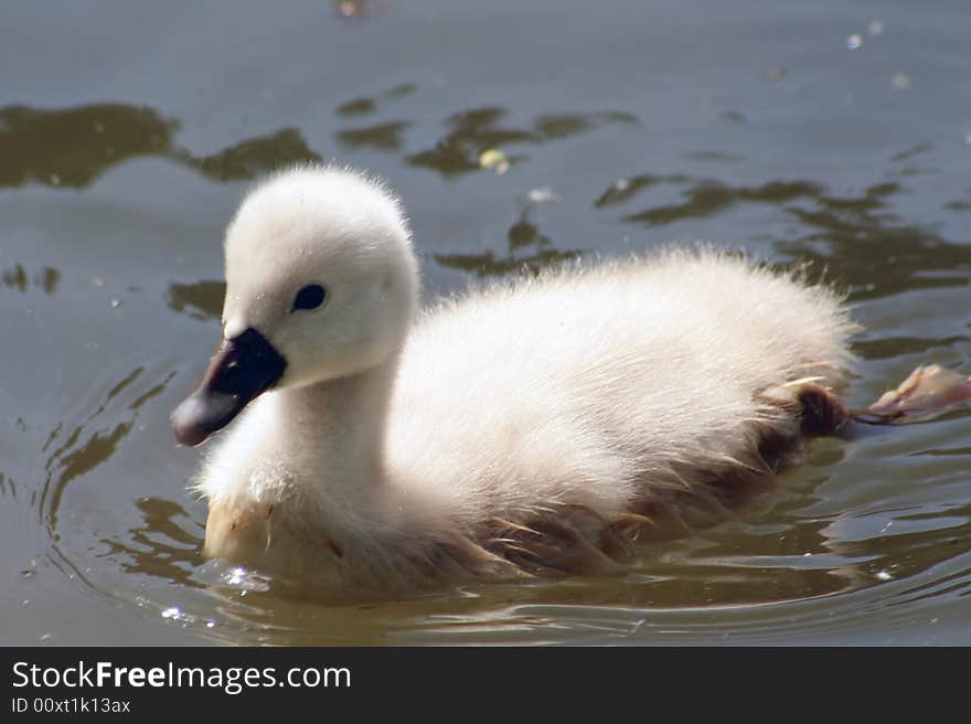 Baby swan swimming on a lake.