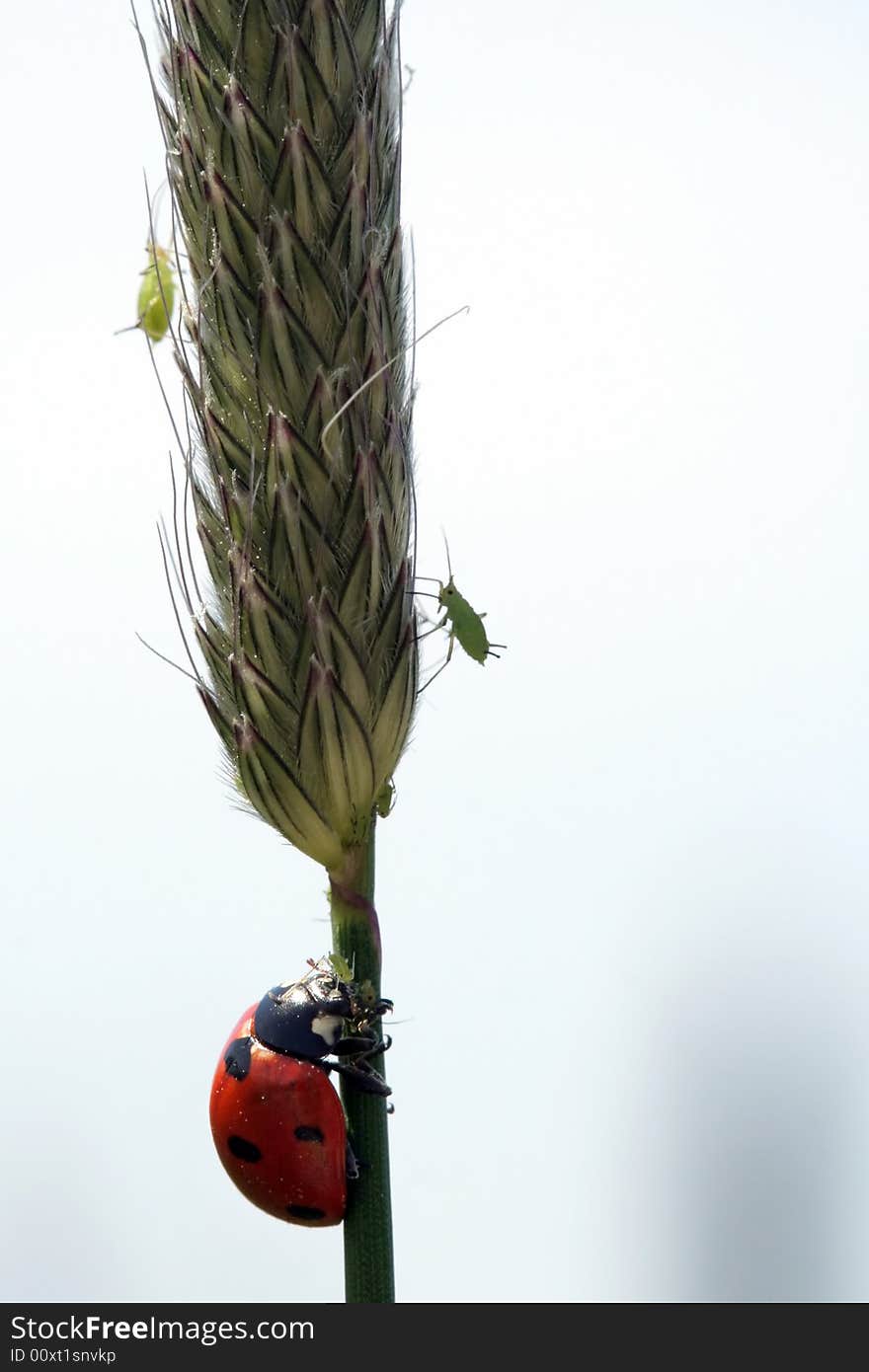 Ladybug and plant lice