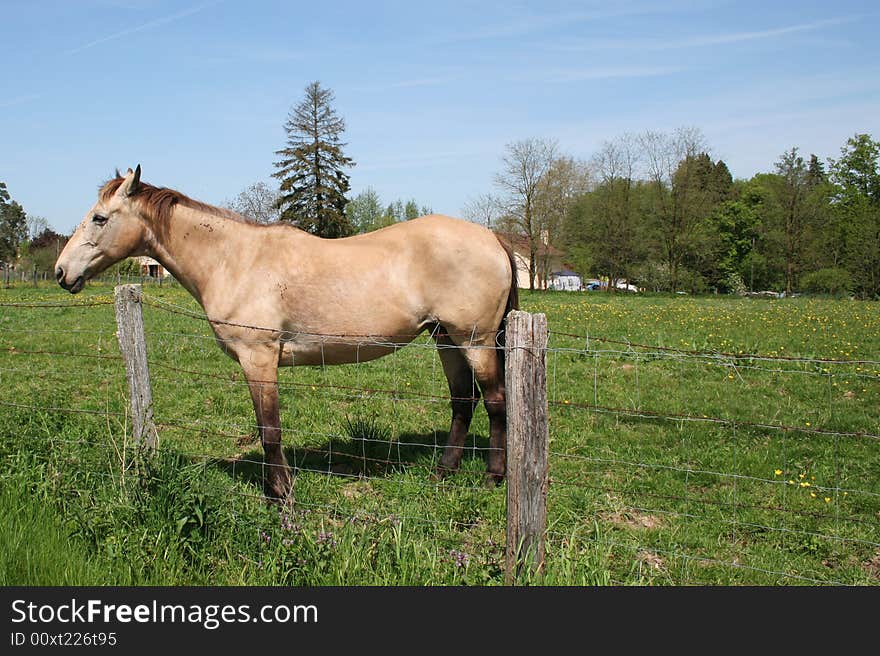 Beige horse in a field, standing near a fence.