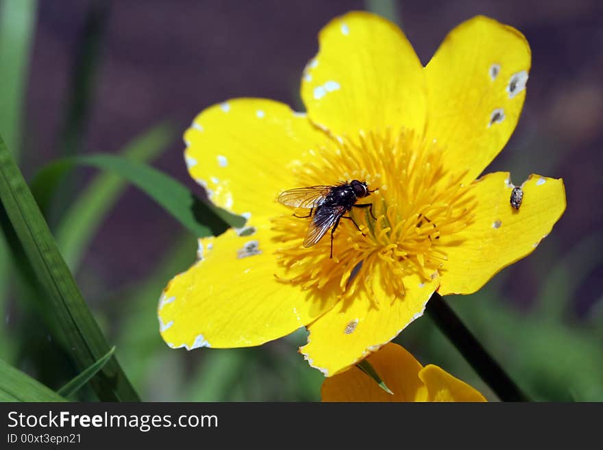 Fly On Caltha Palustris