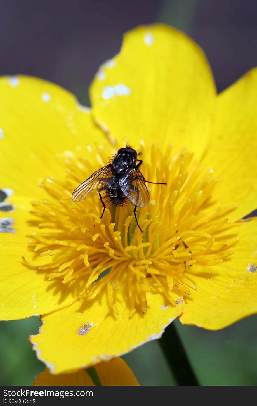 Fly On Caltha Palustris