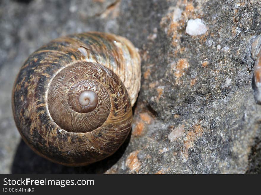 Helix aspersa, or garden snail, on a stone wall.