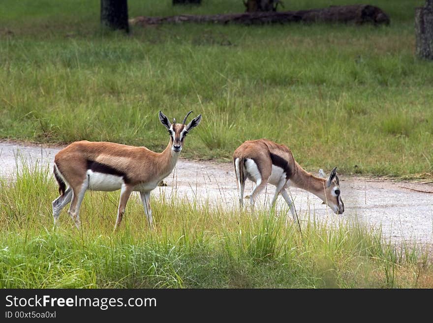 Two young impalas