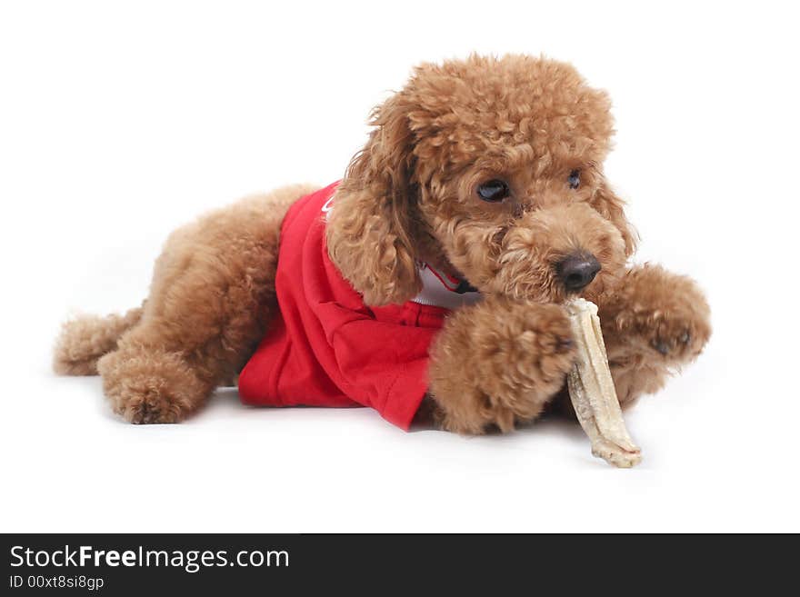 Toy poodle