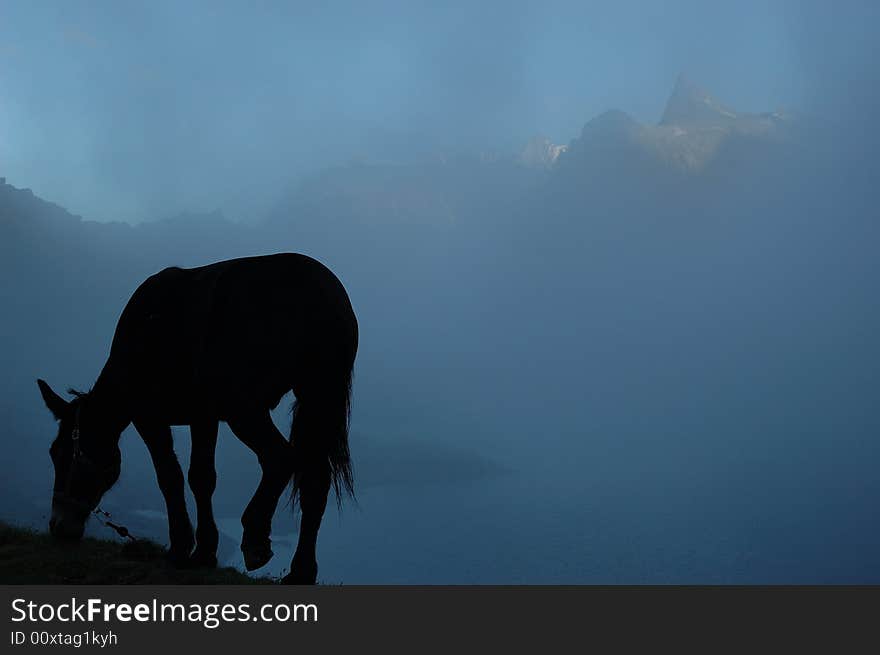 Alpine Grazing Mule