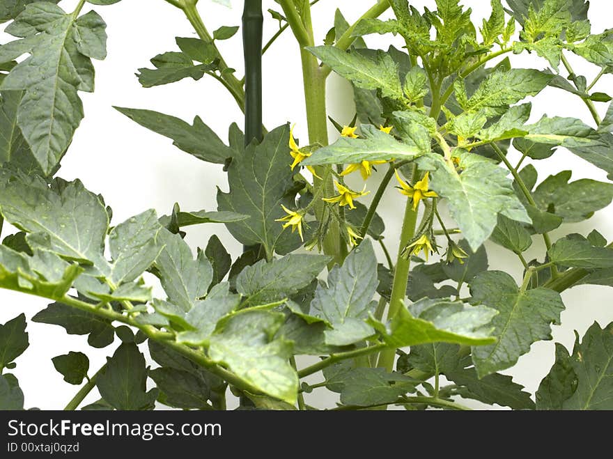 Flowering tomatoes after rain on white background