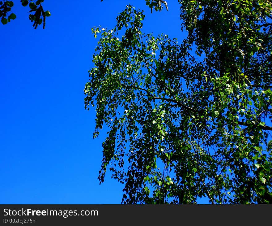 Alate spring, a birch is mooving its branches because of a slight wind. Alate spring, a birch is mooving its branches because of a slight wind.