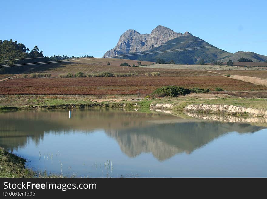 Vineyard with dam in foreground