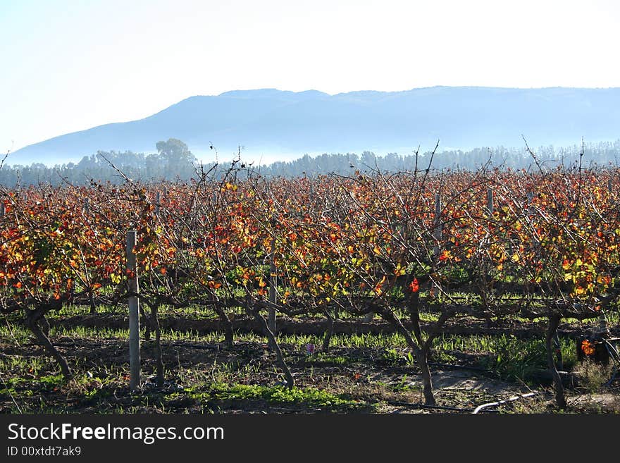 Vineyard in autumn