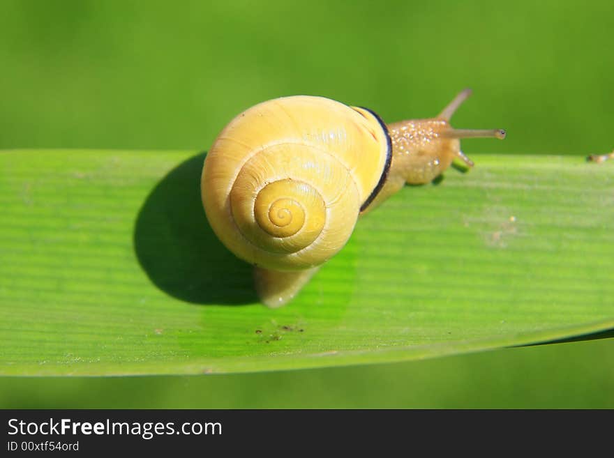 A snail on a leaf