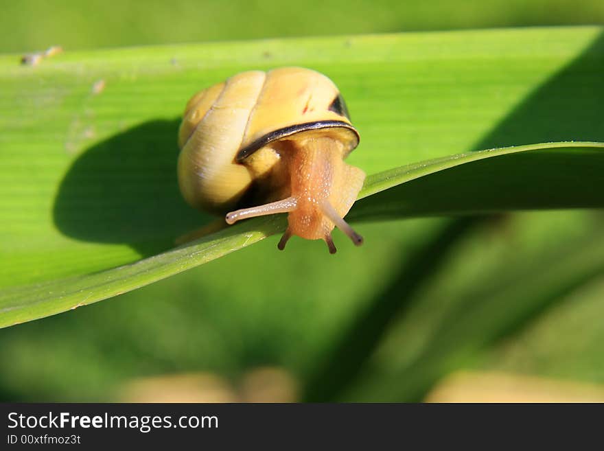 A snail on a leaf