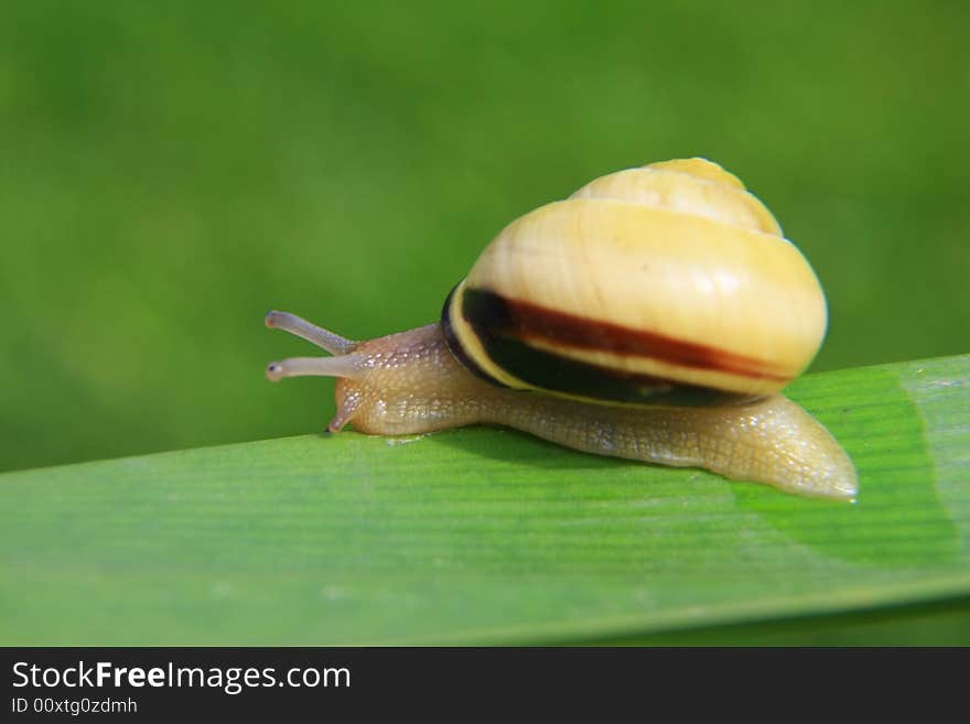 A snail on a leaf