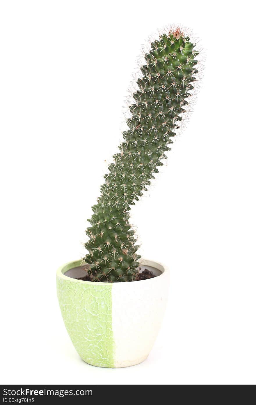 Cactus in a pot on white background