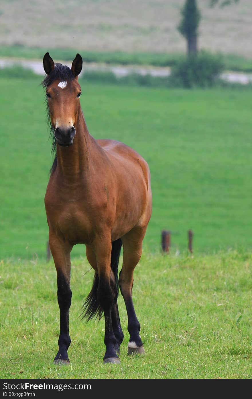 Horses standing outside in the spring sun